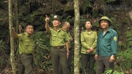 Lào Cai đẩy mạnh cấp mã số vùng trồng rừng nguyên liệu