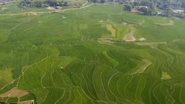 Hợp Thành mở rộng diện tích lúa chất lượng cao, hình thành vùng sản xuất hàng hóa tập trung