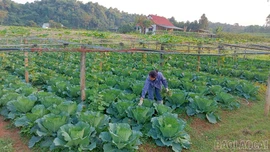 Nông dân xã Gia Phú chủ động xây dựng nông nghiệp sạch - xanh