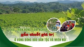 Phát triển nông, lâm nghiệp gắn chuỗi giá trị ở vùng đồng bào dân tộc và miền núi