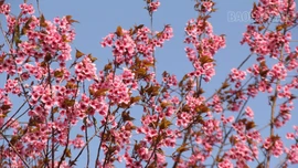 Xã Púng Luông chuẩn bị chuỗi hoạt động chào xuân Bính Ngọ 2026 gắn với trải nghiệm hoa Tớ Dày