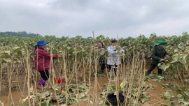 Lào Cai: 9 tổ công tác rà soát, thống kê thiệt hại sản xuất nông nghiệp do ảnh hưởng của bão số 10