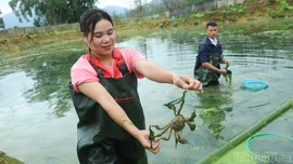 Lên Nậm Pung xem người dân nuôi cua đặc sản