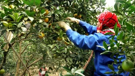 Tiếp cận thông tin, xây dựng mô hình kinh tế hiệu quả bền vững