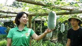 Bí thơm Văn Bàn: Thay đổi tư duy, làm giàu từ đất