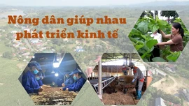 Nông dân giúp nhau phát triển kinh tế