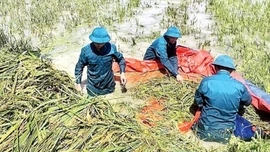 Xuất cấp hơn 3.400 tấn giống từ dự trữ quốc gia khôi phục sản xuất vùng lũ