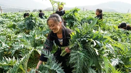 Actiso Lào Cai – cây dược liệu qúy trong y học cổ truyền Việt Nam