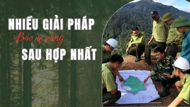 Nhiều giải pháp bảo vệ rừng sau hợp nhất