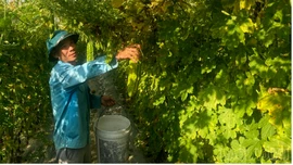 Nhộn nhịp vụ đông trên cánh đồng Mường Lò