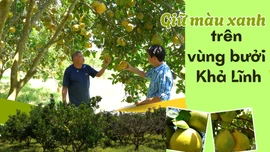 Giữ màu xanh trên vùng bưởi Khả Lĩnh