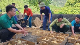 Hỗ trợ gà giống cho nông dân xã Nghĩa Đô