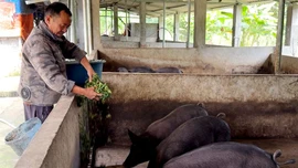 Mở hướng thoát nghèo bền vững ở xã Bát Xát