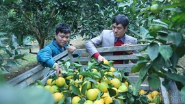 Xã Phúc Khánh: Thách thức trong xây dựng nông thôn mới sau sáp nhập