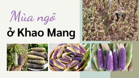 Mùa ngô ở Khao Mang