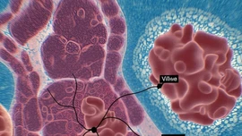Bất ngờ nhóm protein mới có thể làm chậm lão hóa, ngăn chặn ung thư