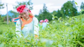 Nông dân Lào Cai thi đua sản xuất giỏi, chung sức xây dựng nông thôn mới