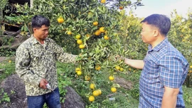 Vườn quýt ngọt trên núi đá Bản Xèo