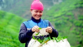 Sơn La giảm nghèo hiệu quả từ mô hình HTX kiểu mới