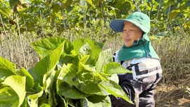 Hiệu quả mô hình trồng dâu nuôi tằm trên đất đồi ở xã Bảo Hà