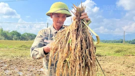 Tằng Loỏng nỗ lực khôi phục vụ mùa sau mưa lũ