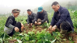 Trồng cây đặc sản, nông dân vùng cao Lào Cai tăng thu nhập