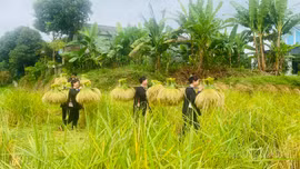 Niềm vui mùa gặt