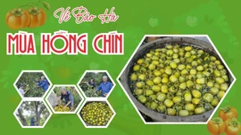 Về Bảo Hà mùa hồng chín