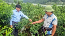 Phát triển kinh tế nông nghiệp công nghệ cao: Hướng đi chiến lược của xã Tả Phìn