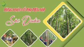 Rừng kháo cổ thụ trên núi Sải Duần