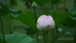 [ẢNH] Ngát thơm hương sen giữa lòng thành phố 