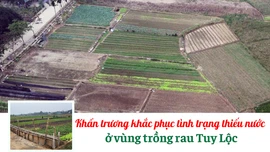 Khẩn trương khắc phục tình trạng thiếu nước ở vùng trồng rau Tuy Lộc