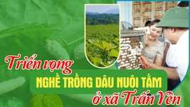 Triển vọng nghề trồng dâu nuôi tằm ở xã Trấn Yên