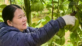 Mùa quả đón Tết