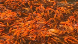 Người nuôi cá chép “ông Công, ông Táo” hối hả vào vụ