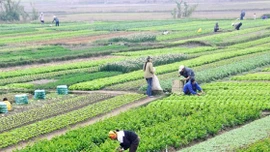 Việt Nam sản xuất hơn 120 loại rau có nguồn gốc nhiệt đới, cận nhiệt đới và ôn đới