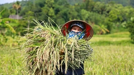 Đa lợi ích từ mô hình “trồng lúa xanh”