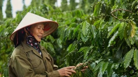 Xuất khẩu nông lâm thủy sản: Cơ hội bứt phá từ đa dạng hóa thị trường, sản phẩm
