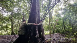 Khám phá vẻ đẹp rừng cấm Na Đẩy