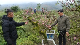 Rực sắc hoa đào sớm