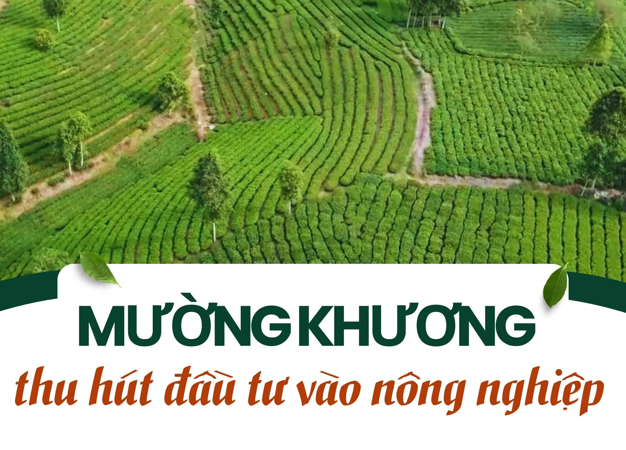 Mường Khương thu hút đầu tư vào nông nghiệp