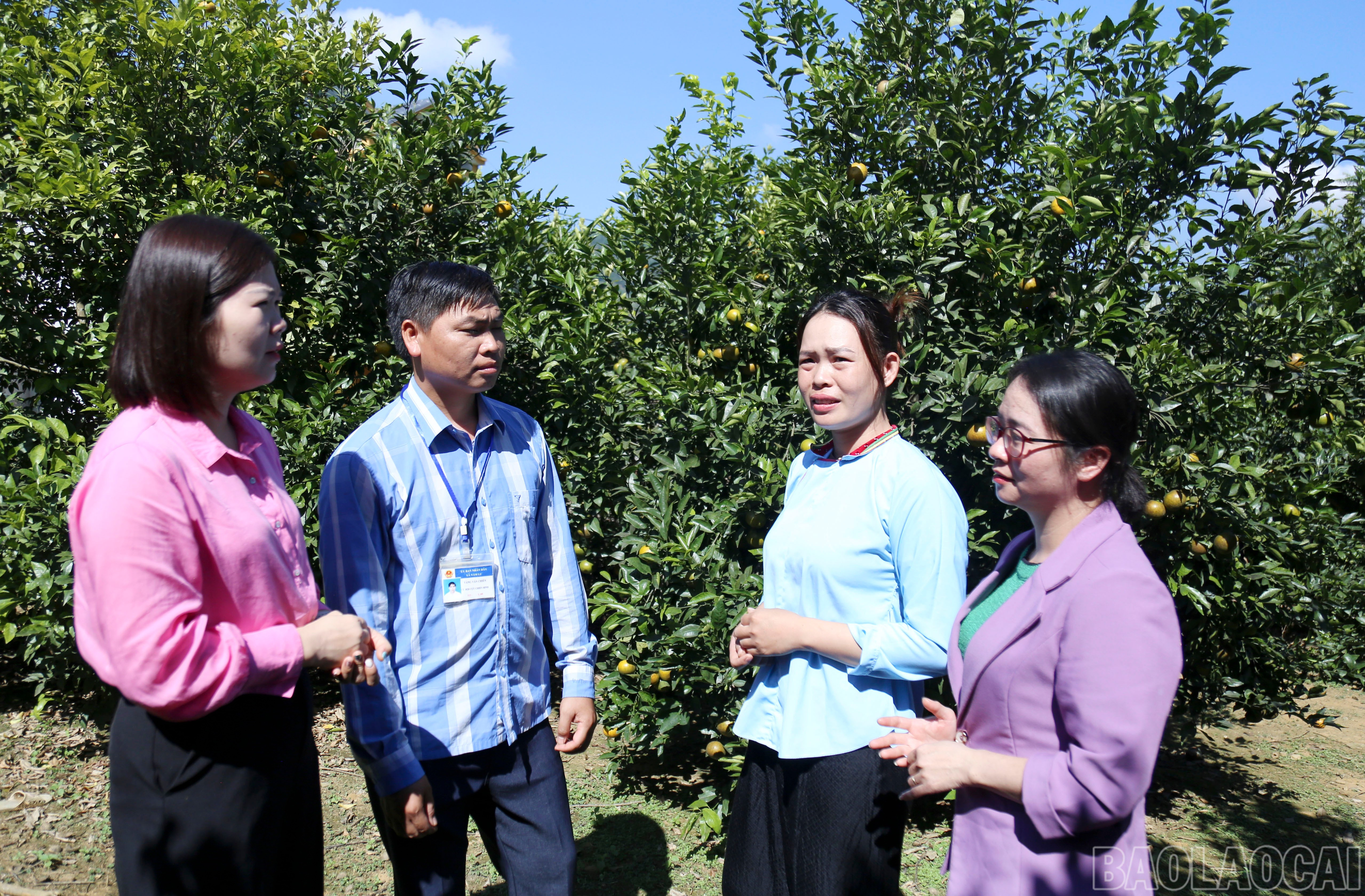 Chị em nhiều thôn vùng cao làm chủ mô hình trồng cây ăn quả mang lại nguồn thu nhập cao. Trong ảnh: Hội phụ nữ Cao Sơn trao đổi mô hình trồng quýt ngọt trái mùa. baolaocai-br_img-8604.jpg