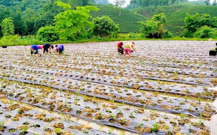 Phụ nữ đồng bào Mông, thôn Ải Nam, xã Phong Hải tích cực tham gia mô hình phát triển kinh tế từ trồng cỏ ngọt. Trước đây, địa phương chủ yếu phát triển các cây trồng truyền thống như lúa, ngô, rau, màu các loại và cây chè. baolaocai-br_9-ho-dan-thon-ai-nam-tham-gia-mo-hinh-trong-co-ngot.jpg