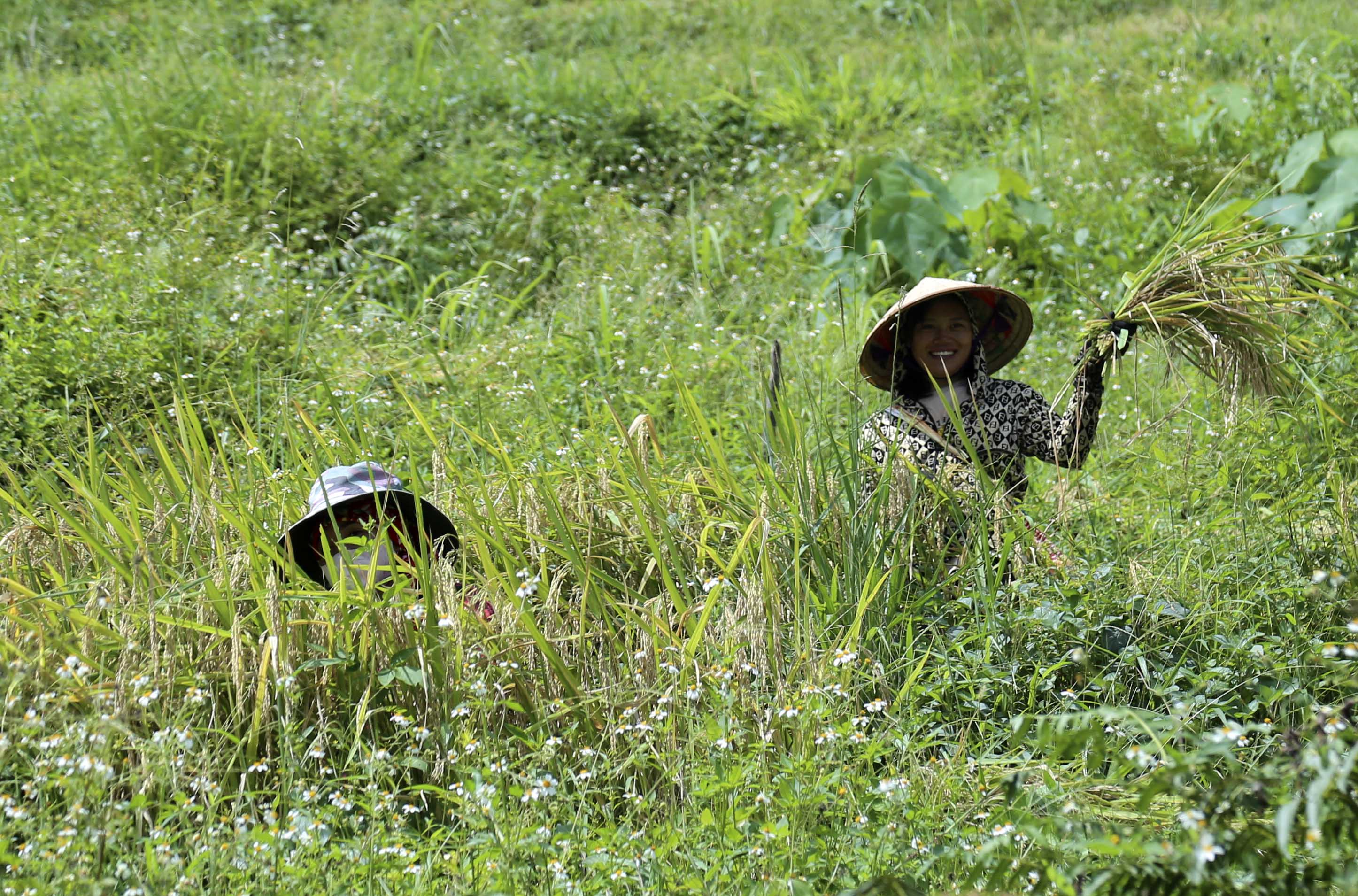 Bà con tranh thủ nắng ráo thu hoạch lúa chín rộ... IMG_4874.JPG