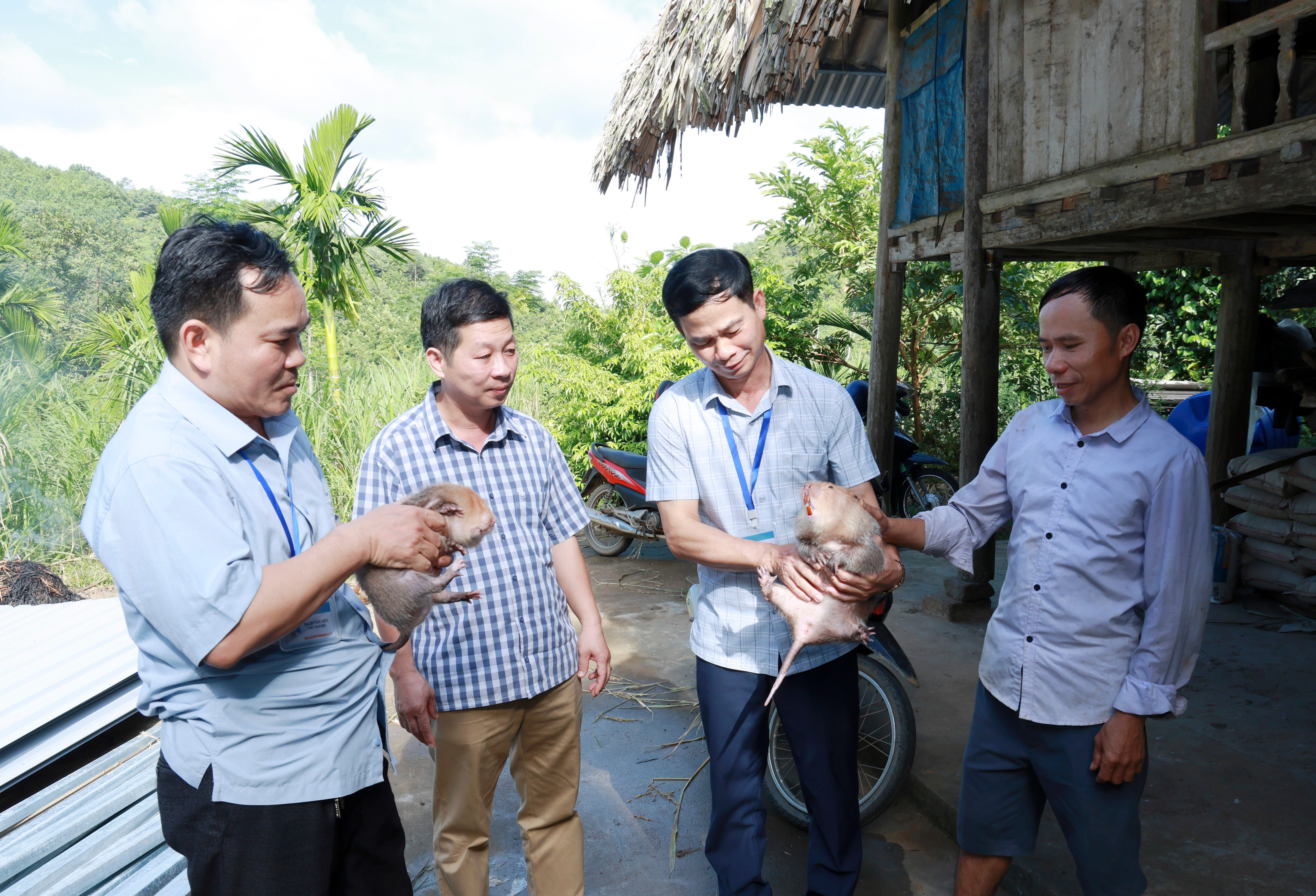 Ngoài hươu sao, anh Thương còn nuôi dúi hàng hóa. 060a8511.jpg