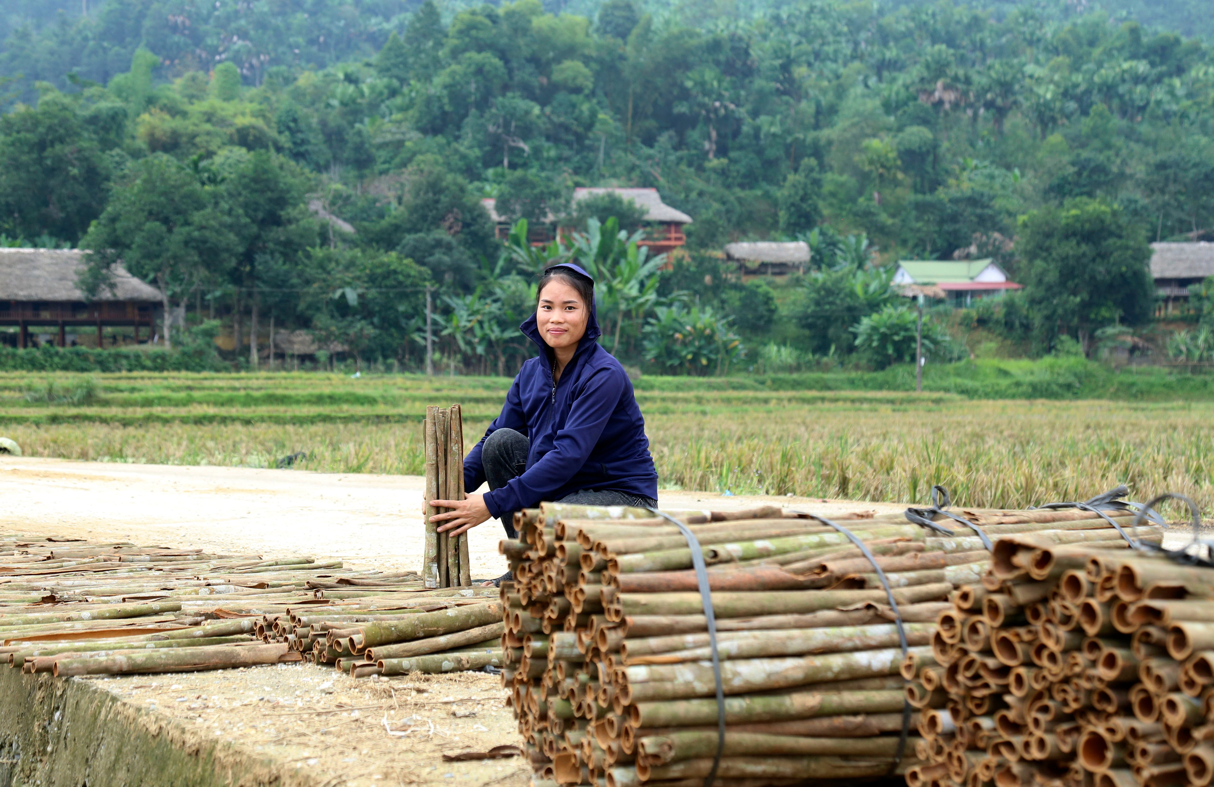 Nông dân xã Vĩnh Yên, huyện Bảo Yên thu hoạch quế. img-1435.jpg