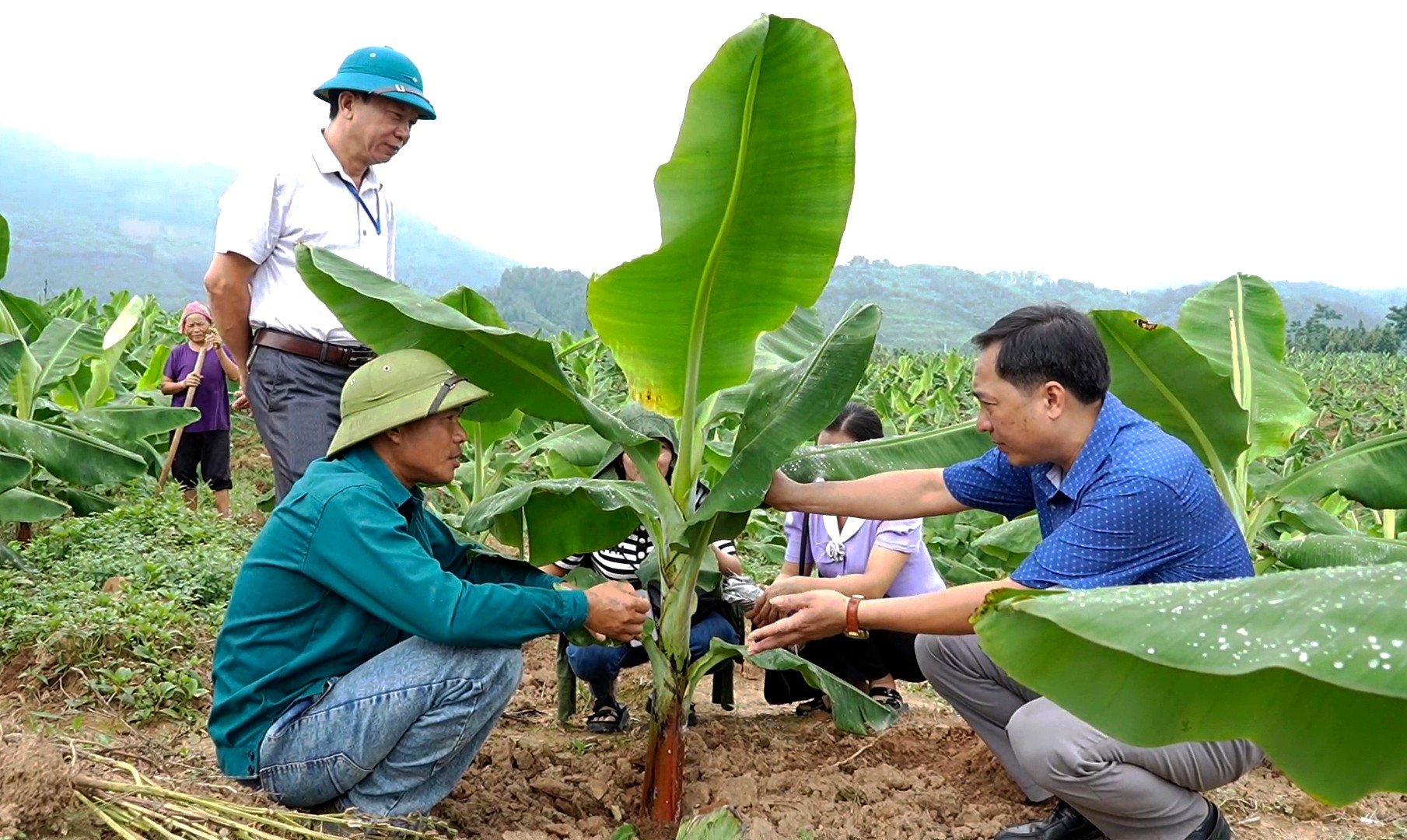 lanh-dao-thi-tran-pho-lu-tham-mo-hinh-trong-chuoi-hang-hoa-tai-thon-tan-thanh-pho-lu-5501.jpg