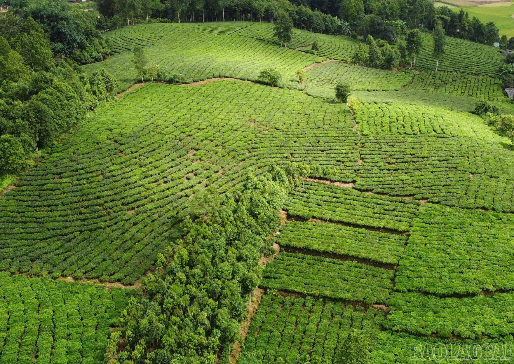 ចម្ការតែបៃតងខៀវស្រងាត់នាំមកនូវភាពរុងរឿងដល់ប្រជាជនឃុំបានលូ។ baolaocai-br_z7316516274772-088ecf23673b07fe6a322eccccb9f565.jpg
