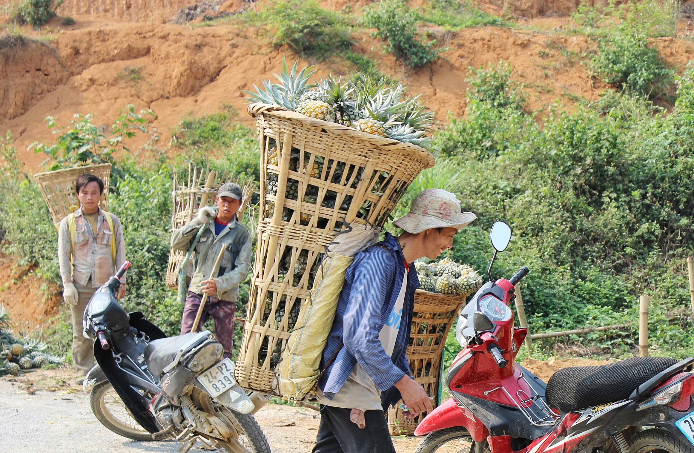 កសិករនៅ Bản Lầu ពឹងផ្អែកលើការដាំដុះម្នាស់ដើម្បីអភិវឌ្ឍន៍សេដ្ឋកិច្ច។ z7316470943281-c45181a19f27b56b9b9b0fe7ce630a05.jpg