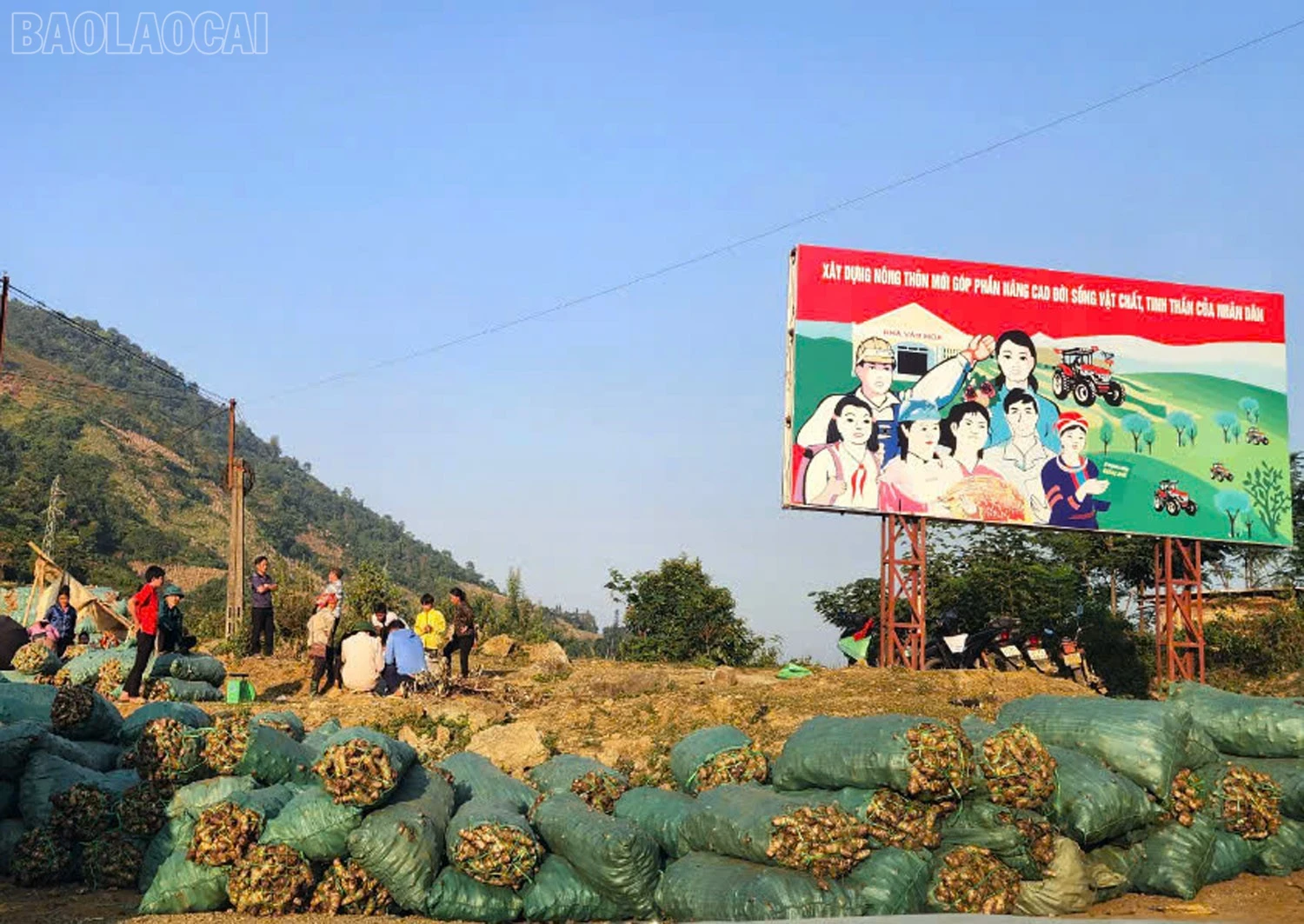 baolaocai-tl_cot1.jpg